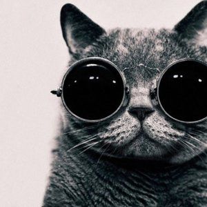 lit cat 💪🏻😎picture